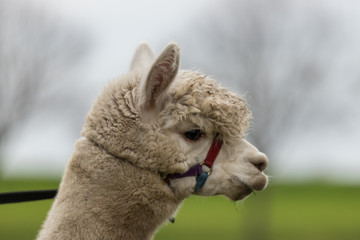 Fototapeta premium Isolated portrait of a white Alpaca wearing a head harness with a green background