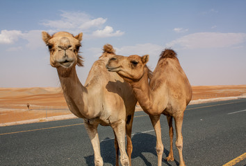 Camels on road near sand dunes