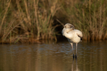 Greater Flamingo Juvenile resting  at Asker marsh in the morning hours, Bahrain