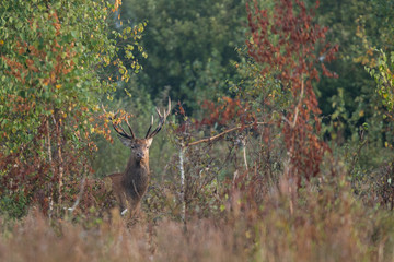 Red deer stag (Cervus elaphus) in the colors of a foggy morning
