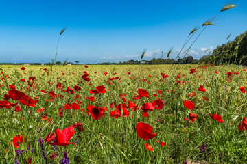 Poppies and wildflowers in the Tuscan countryside Castagneto Carducci Italy
