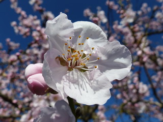 Weisse einzelne Mandelblüte vor Blütenhintergrund © SiRo