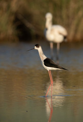 Black-winged Stilt with greater flamingo at the backdrop, Bahrain