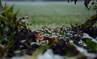 Iced Thistle Wayside