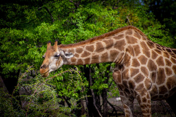 Giraffe eating leaves in Namibia