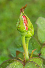 Rose bud on stem with leaves on blurred background.