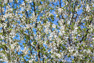 Many delicate white magnolia flowers in full bloom on tree branches towards a cloudy sky, in a garden in a sunny spring day, beautiful outdoor floral background