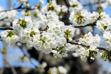 Fototapeta premium Close up of a branch with white cherry tree flowers in full bloom with blurred background in a garden in a sunny spring day, beautiful Japanese cherry blossoms floral background, sakura
