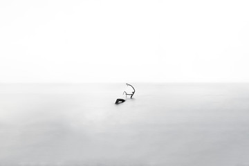 Wood Fine Art in Water