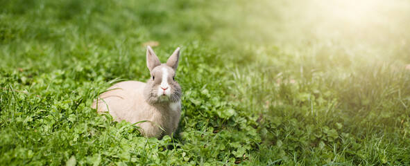 Little funny dwarf rabbit showing a tongue. Easter bunny on a green background.