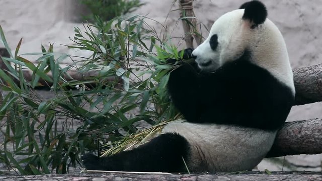 cute Panda Bear is Eating Fresh Bamboo. Large pandas live in the mountainous regions of Central China: Sichuan and Tibet