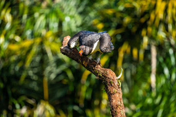 King vulture, Sarcoramphus papa, large bird found in Central and South America. Flying bird, forest...