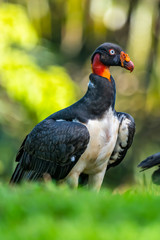 King vulture, Sarcoramphus papa, large bird found in Central and South America. Flying bird, forest in the background. Wildlife scene from tropic nature. Red head bird. Condor with open wing, Panama