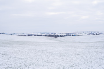 Fototapeta na wymiar Wheat field covered with snow in winter season. Winter wheat. Green grass, lawn under the snow. Harvest in the cold. Growing grain crops for bread. Agriculture process with a crop cultures.