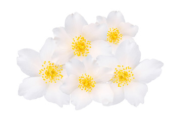 Flowers of jasmine isolated on white background