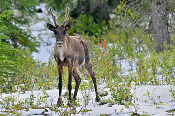 A male woodland caribou standing in a snow covered spruce forest.