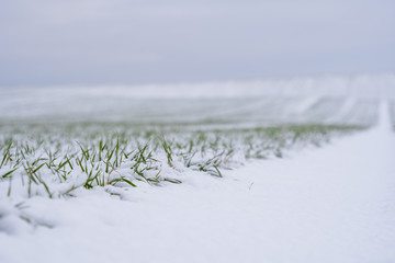 Wheat field covered with snow in winter season. Winter wheat. Green grass, lawn under the snow. Harvest in the cold. Growing grain crops for bread. Agriculture process with a crop cultures.