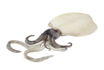 Fototapeta premium Squid isolated on white background