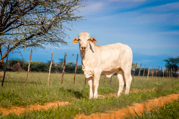 Obraz premium Posing white cow with blue skies