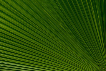 Close up of leaves texture or background