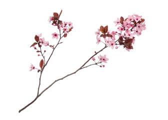 Blossoming branch with pink Cherry blossom flowers. Single spring tree branch with flowers and...