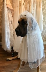 Dog wearing wedding veil & tiara