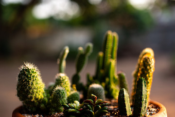Cactus standing in flower pots  ( selective focus )