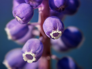 Beautiful Armenian grape flower macro photography. Abstract fractal background with blue balls