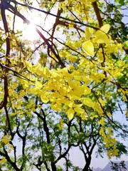 Yellow Leaves of a flower