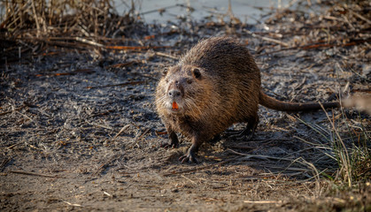 Nutria getting out of the water and showing its orange teeth
