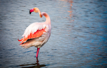 Pink flamingo with its neck twisted like a corkscrew