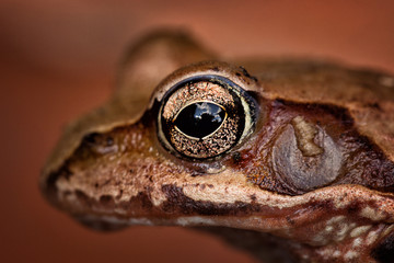 Close up of an amazing bronze colored frog eye. 