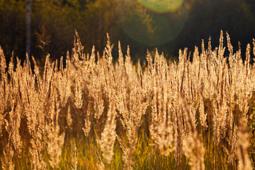 Golden Latvian meadow in the sunny autumn afternoon. Grass dancing in the wind. 