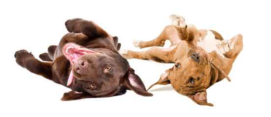 Funny cute puppies Labrador and Pitbull lying on his back isolated on white background