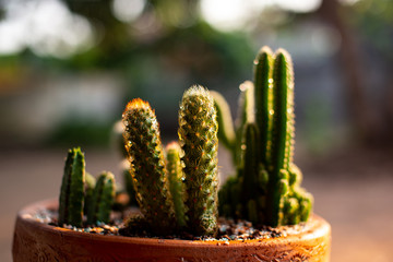 Cactus standing in flower pots  ( selective focus )