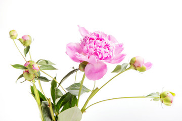 Pink peony with buds isolated on white background