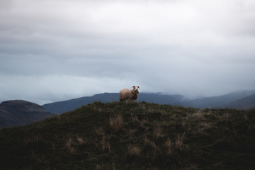 Obraz premium Icelandic sheep looking into the distance from the hill wool.