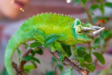 Selective focus shot of a green horned chameleon with a blurred background