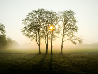 Gegenlicht am Waldwegs am Morgen