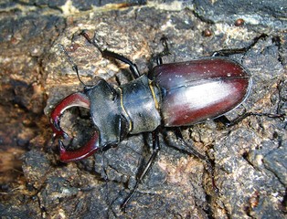stag beetle on tree bark close-up