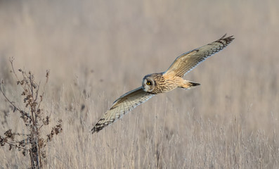 Short Eared Owl Flying