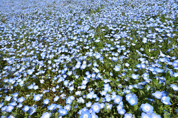 Nemophila, a famous flower of Spring