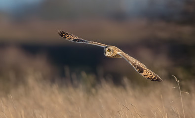 Short Eared Owl Flying