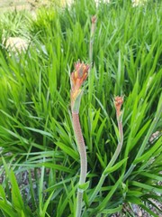 Kangaroo Paw