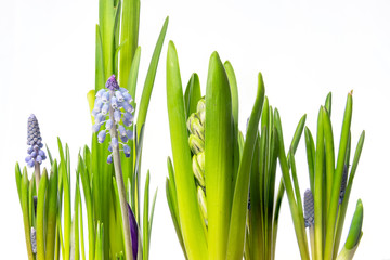Green hyacinths in beautiful spring flower composition in white  basket 