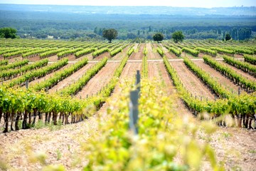 rows of vineyard in a field