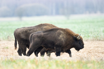 European bison - Bison bonasus in the Knyszyn Forest (Poland)