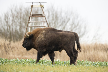 European bison - Bison bonasus in the Knyszyn Forest (Poland) © szczepank