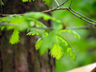 green leaves of a tree