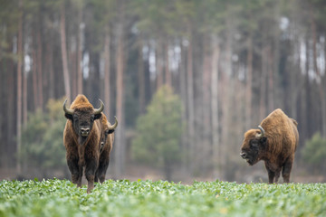 European bison - Bison bonasus in the Knyszyn Forest (Poland) © szczepank